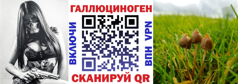 KRAKEN онион  Новосибирск  Псилоцибиновые грибы GOLDEN TEACHER  как найти закладки 